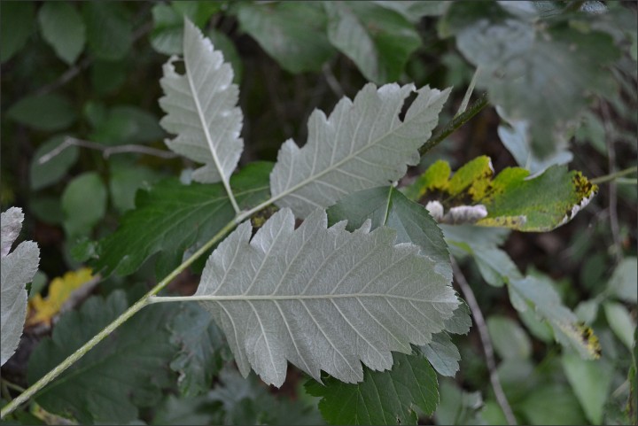 Sorbus mougeotii 2 (10-07-13).jpg