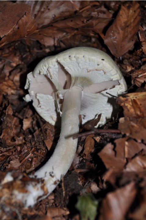DSC_0146_p.jpg