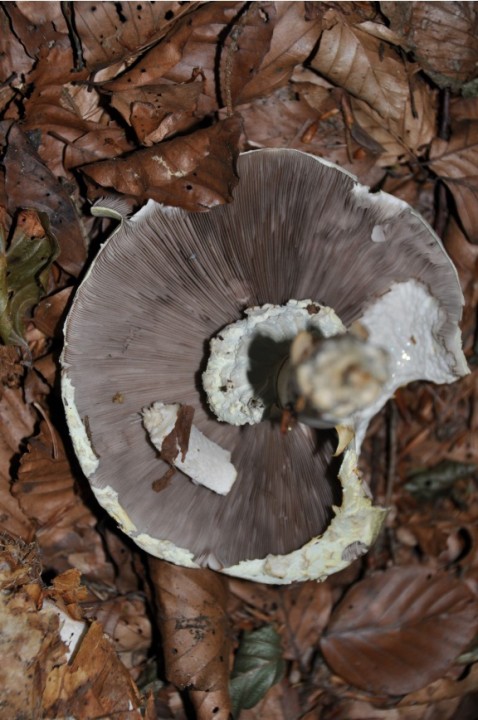 DSC_0148_p.jpg