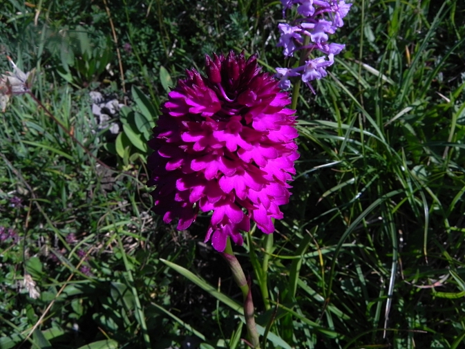 DSCN0906b.JPG