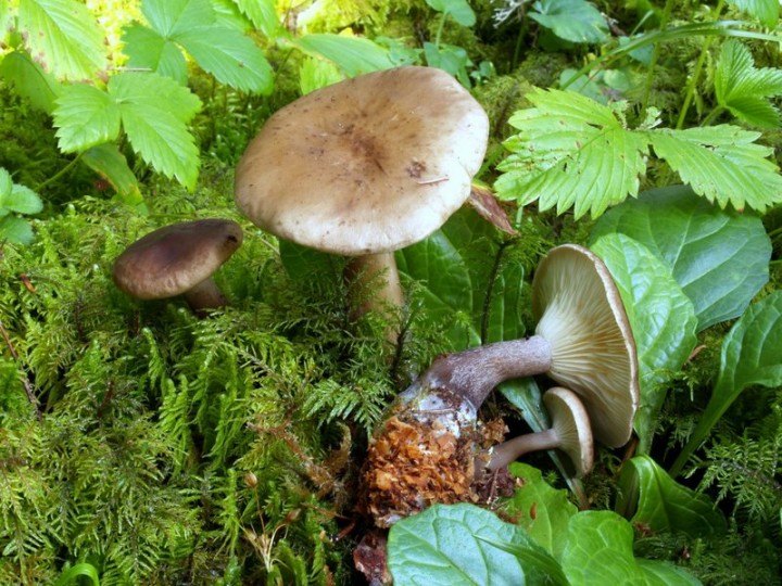 Clitocybe clavipes_Cp180077.jpg