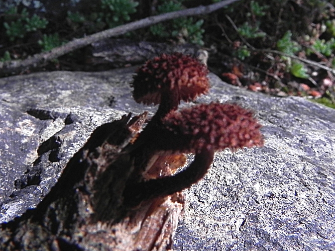 DSCN1156bb.JPG