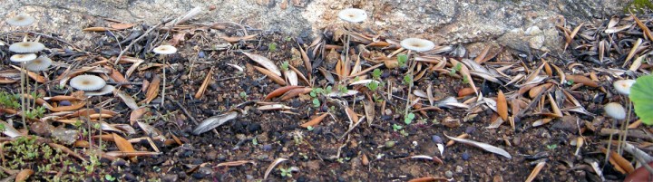 Cliquer sur l'image pour agrandir