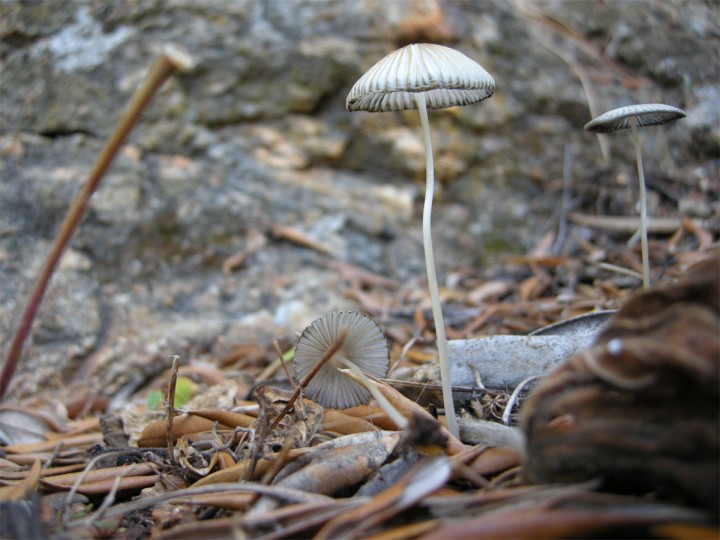 Cliquer sur l'image pour agrandir