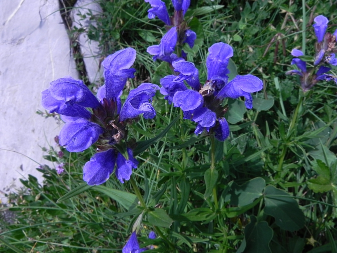 DSCN1309b.JPG