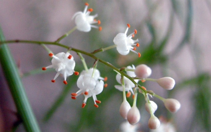 Cliquer sur l'image pour agrandir