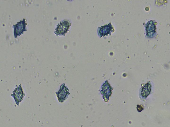 spores.jpg