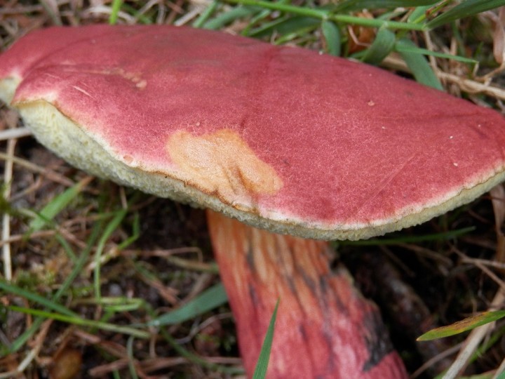 Décoloration de la cuticule à l'ammoniaque
