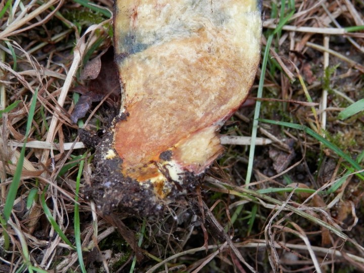 Base du pied rhubarbe, je n'ai pas vu vue de point rouge. Le myceliun semble blanc.