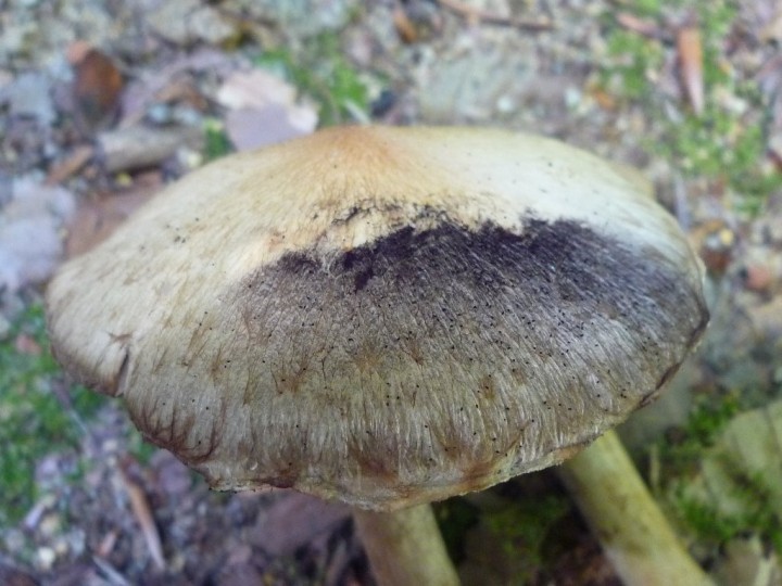 copie de L1060718.JPG