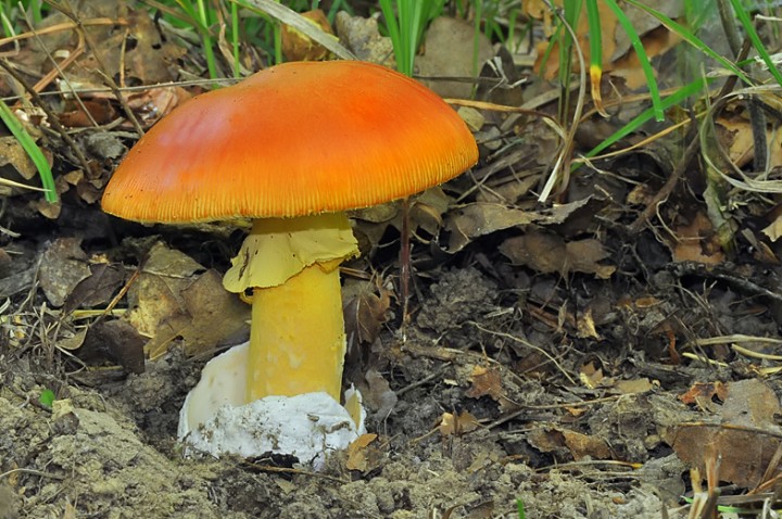 Amanita_caesarea_2.jpg