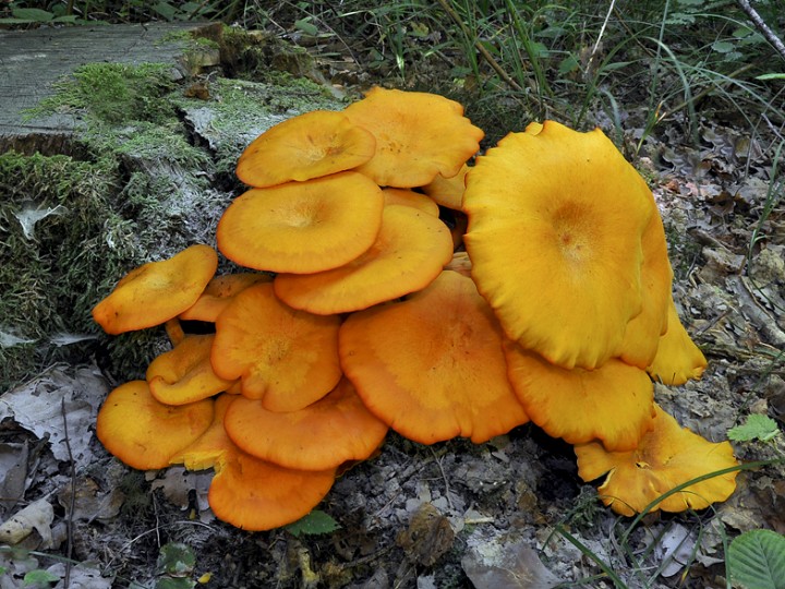 Omphalotus_illudens_3.jpg