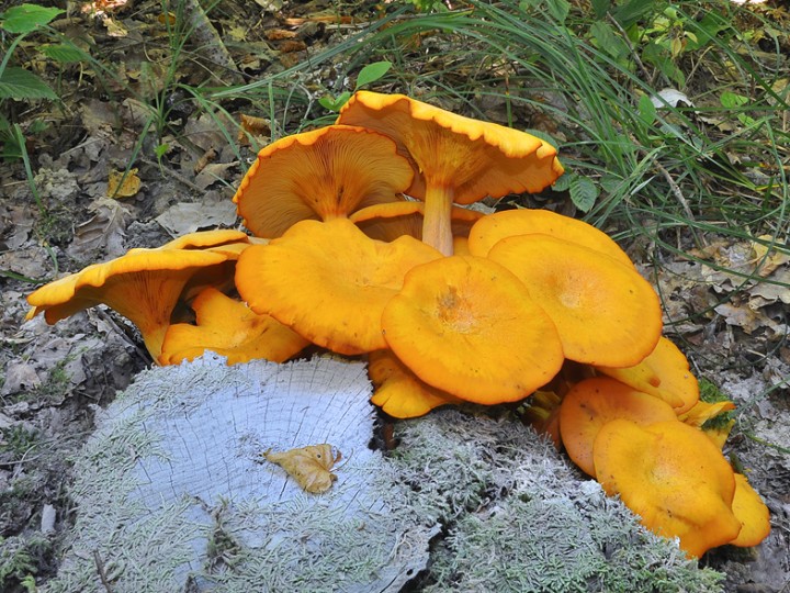 Omphalotus_illudens_4.jpg