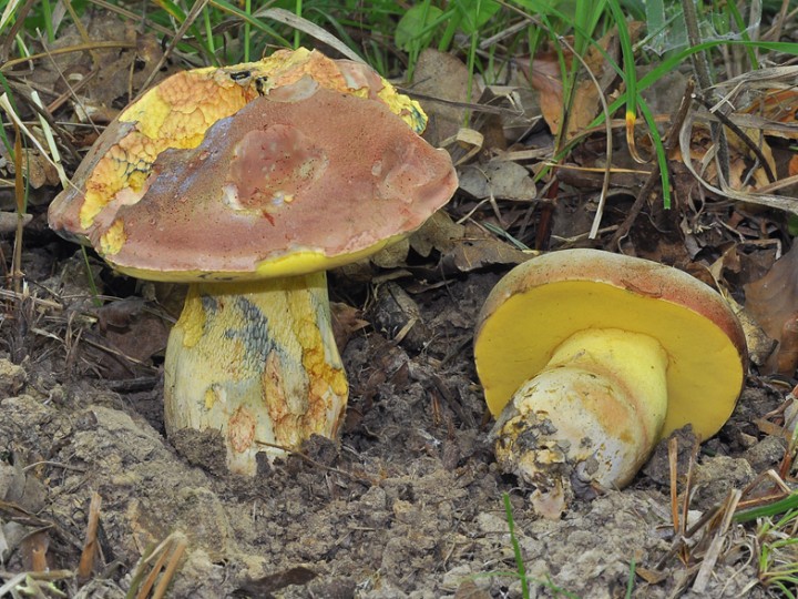 Boletus_pseudoregius_2.jpg