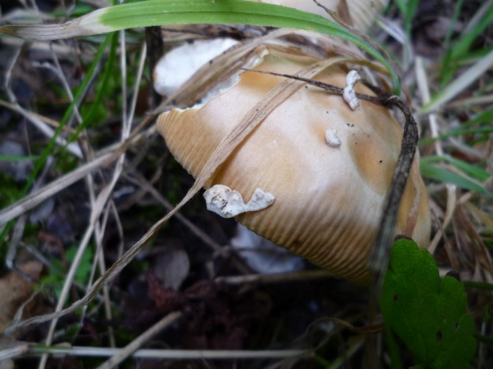 copie de L1060404.JPG