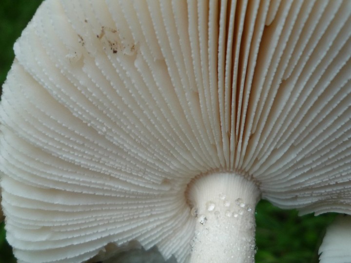 copie de L1060413.JPG