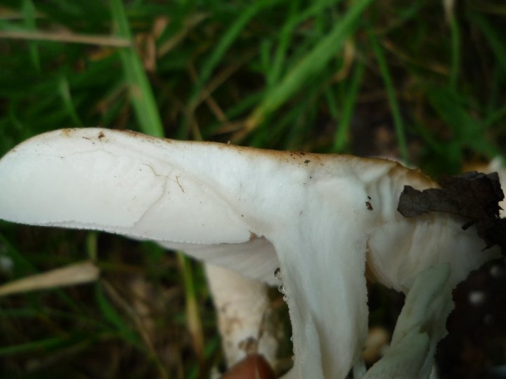 copie de L1060420.JPG