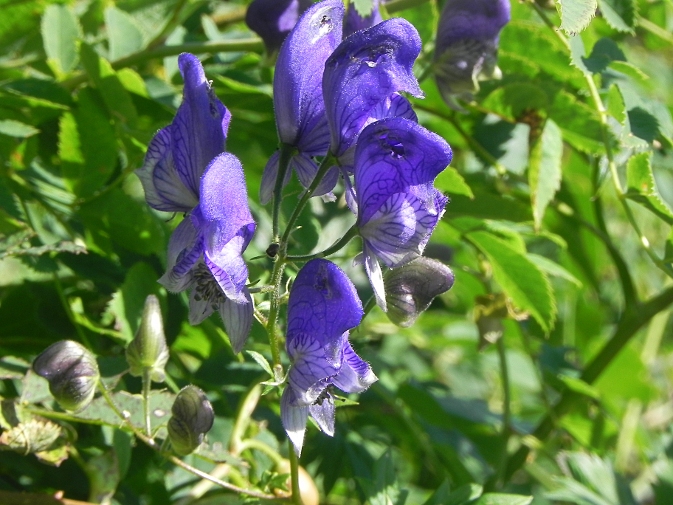 DSCN1795b.JPG