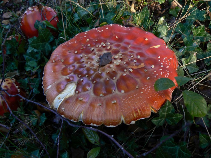 P1170755.jpg