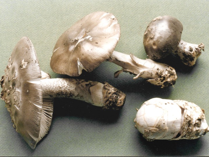 A. malleata.jpg