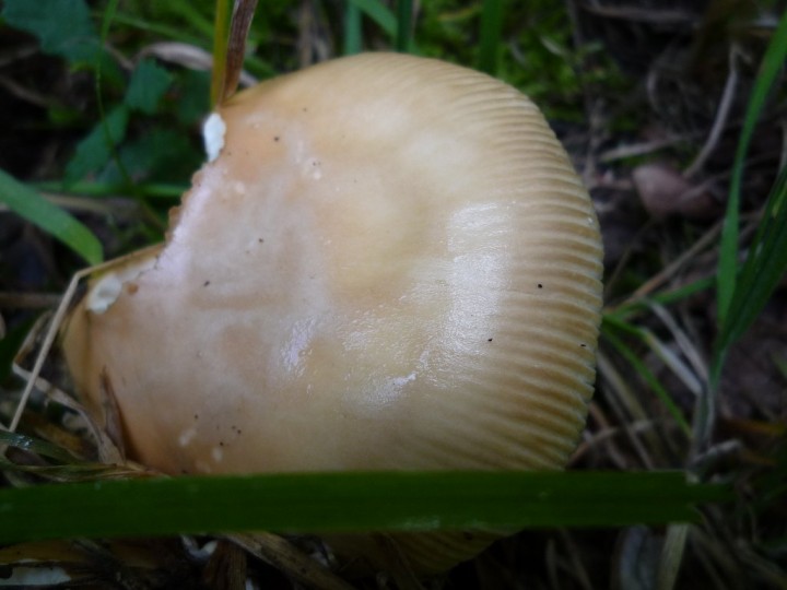 copie de L1060403.JPG