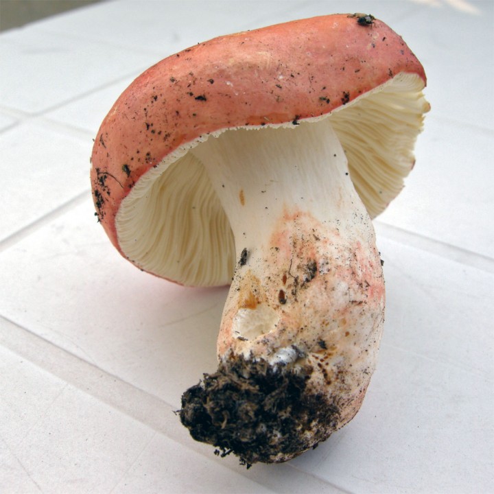 DSCN4129.jpg