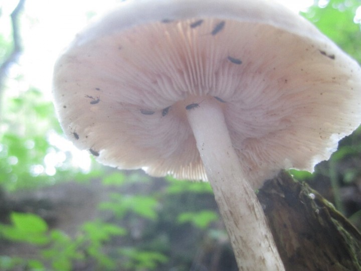 2013.08.25.HYDRION.fungi.AGARICUS.BRESADOLANUS.JR (13)_800x600.jpg