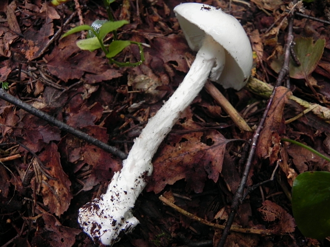 DSCN7712b.JPG