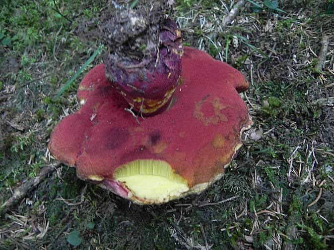 DSCN7869b.JPG