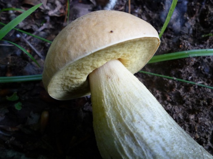 copie de L1060323.JPG
