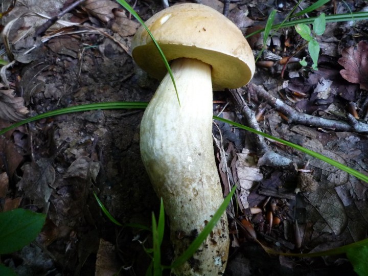 copie de L1060324.JPG