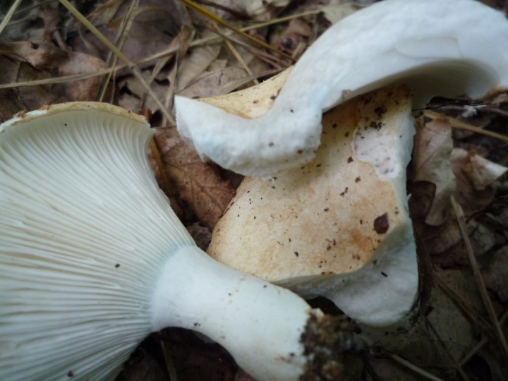 copie de L1070142.JPG