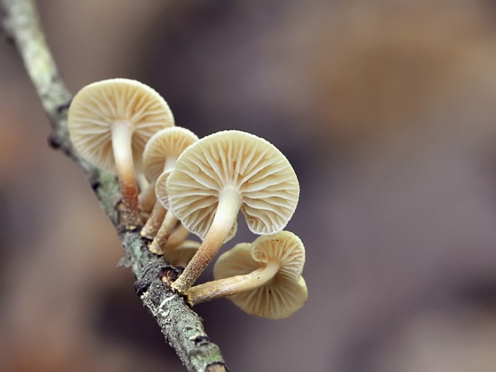 Marasmiellus_ramealis_2.jpg