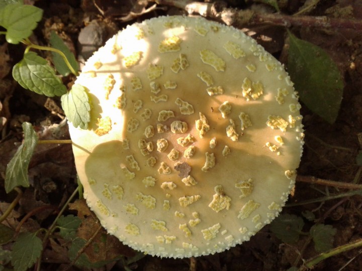 nature 1735.jpg