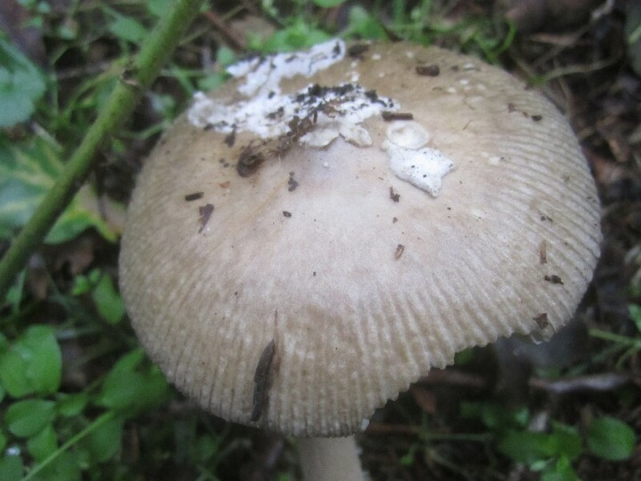 2013.09.15.HYDRION.fungi.X.X.GRIS.JR (5)_800x600.jpg