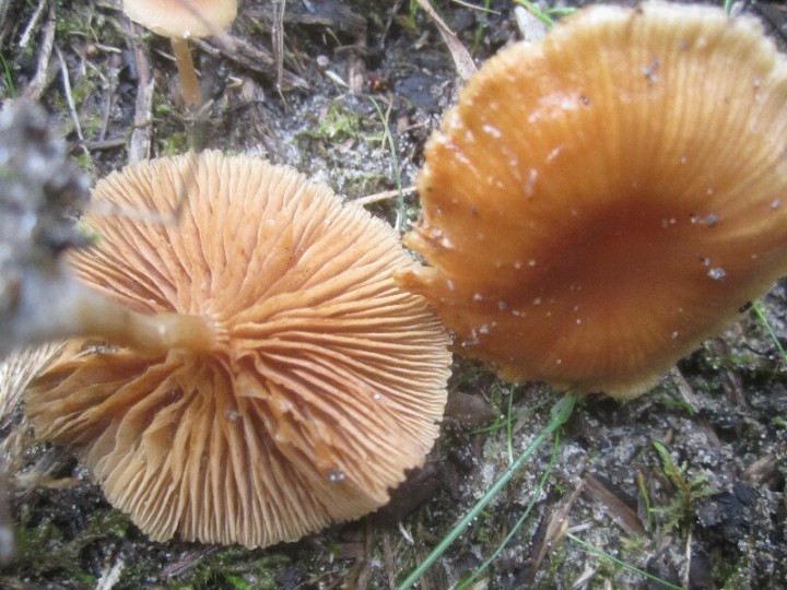 2013.09.15.HYDRION.fungi.X.X.JR (23)_800x600.jpg