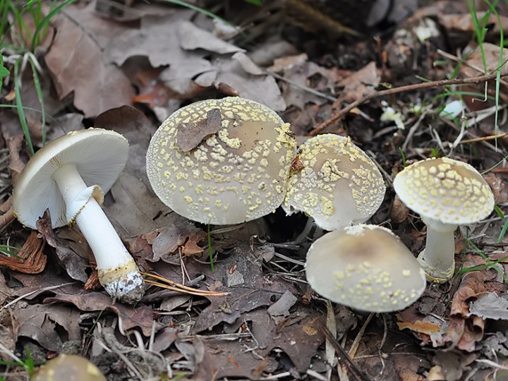 Amanita_franchetii.jpg