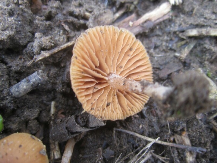 2012.04.25.HYDRION.fungi.X.X.JR (10)_800x600.jpg