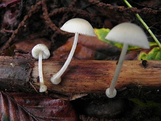 DSCN8219b.JPG