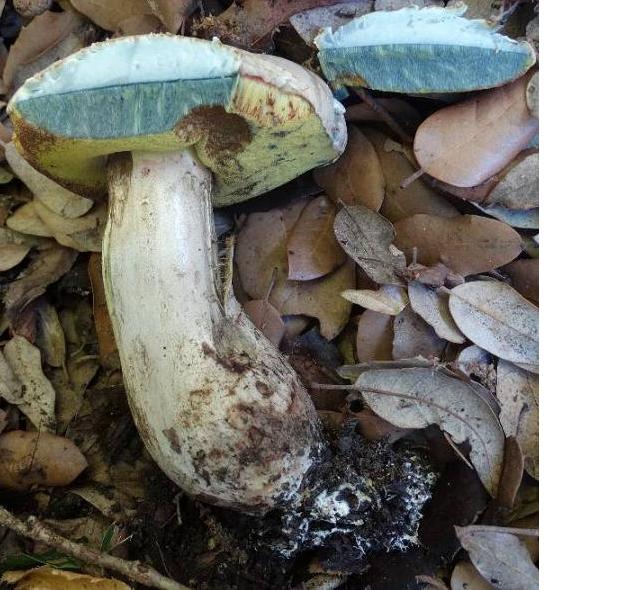 Boletus radicans.JPG