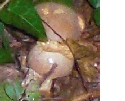 Boletus radicans4.JPG