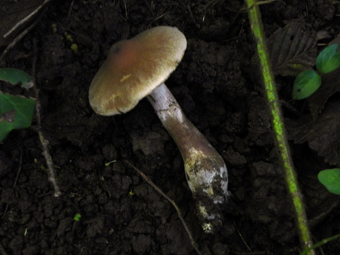 DSCN8274b.JPG