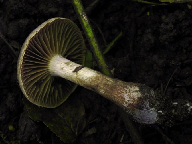 DSCN8275b.JPG