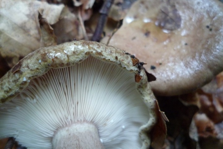 copie de L1070633.JPG