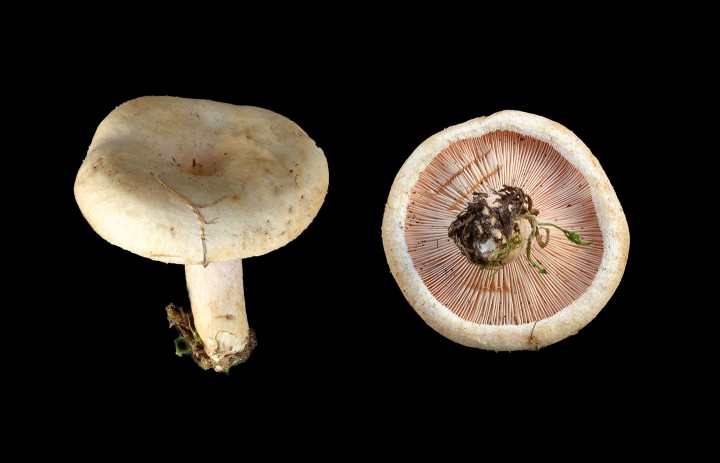Leucopaxillus rhodoleucus 1 (21-09-13).jpg