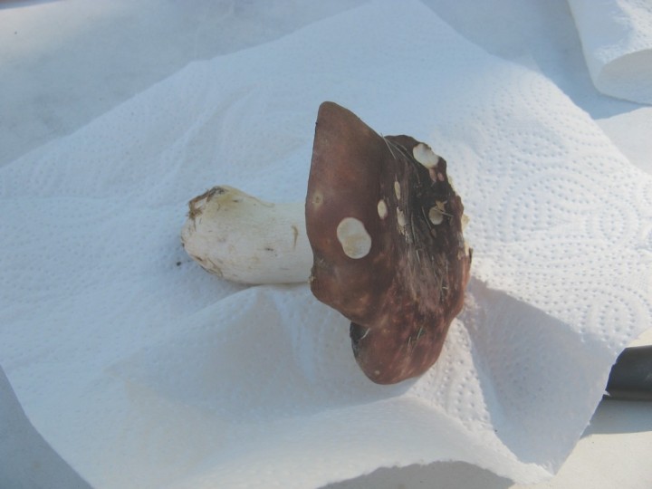 Il a été rongé sur le côté et le dessus, et certaines lames commencent à moisir (noircies), je l'ai arraché hier mais sa couleur n'a pas vraiment changé