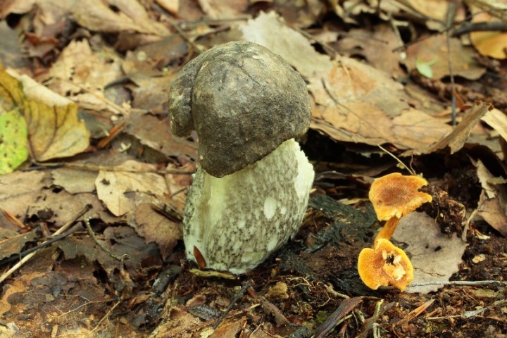 LECCINUM.JPG