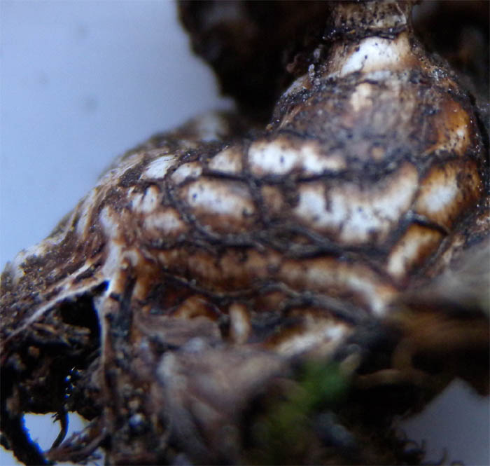 Geastrum detail3 .jpg