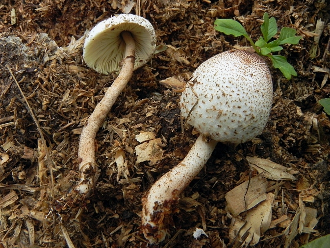 DSCN8558b.JPG