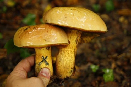bolet.jpg